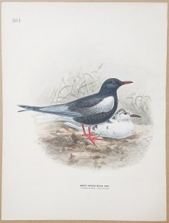 1871ǯ Dresser 衼åĻ Pl.591  ϥ饢° ϥϥ饢 White-Winged Black Tern
