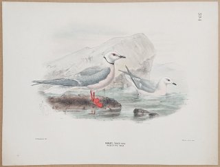 1871ǯ Dresser 衼åĻ Pl.594  ҥ᥯ӥ參° ҥ᥯ӥ參 Cuneate-Tailed Gull