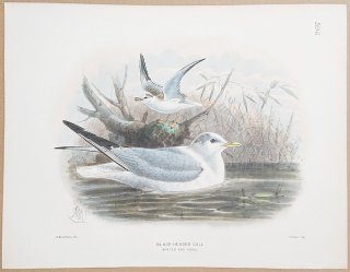 1871ǯ Dresser 衼åĻ Pl.596  ե륹° ꥫ ߱ Ļ Black-Headed Gull Winter and Young