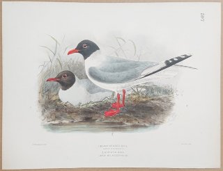 1871ǯ Dresser 衼åĻ Pl.597  ꥫ Black-Headed Gull ˥ Adriatic Gull