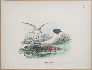 1871ǯ Dresser 衼åĻ Pl.599  ҥᥫ° ҥᥫ Larus minutus