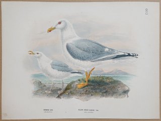 1871ǯ Dresser 衼åĻ Pl.602  °  Herring Gull