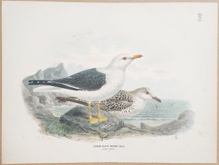 1871ǯ Dresser 衼åĻ Pl.603  ° ˥ Lesser Black-Backed Gull