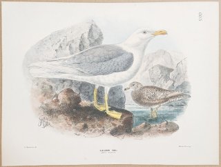 1871ǯ Dresser 衼åĻ Pl.605  °  Glaucous Gull