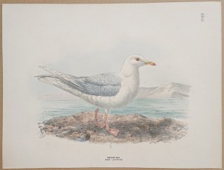 1871ǯ Dresser 衼åĻ Pl.606  ° ɥ Iceland Gull