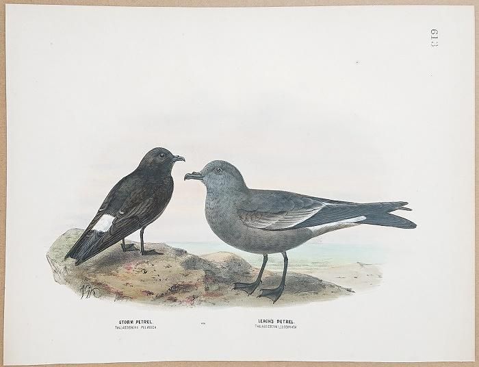 定価3.8万◆1871年ロンドン Henry Eeles Dresser「鳥類譜 定価3.8万◇1871年ロンドン Henry Eeles Dresser「鳥類譜 - メルカリ