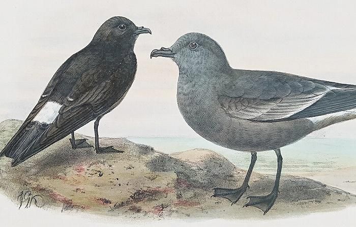 1871年 Dresser ヨーロッパ鳥類史 Pl.613 ウミツバメ科 ヒメウミツバメ