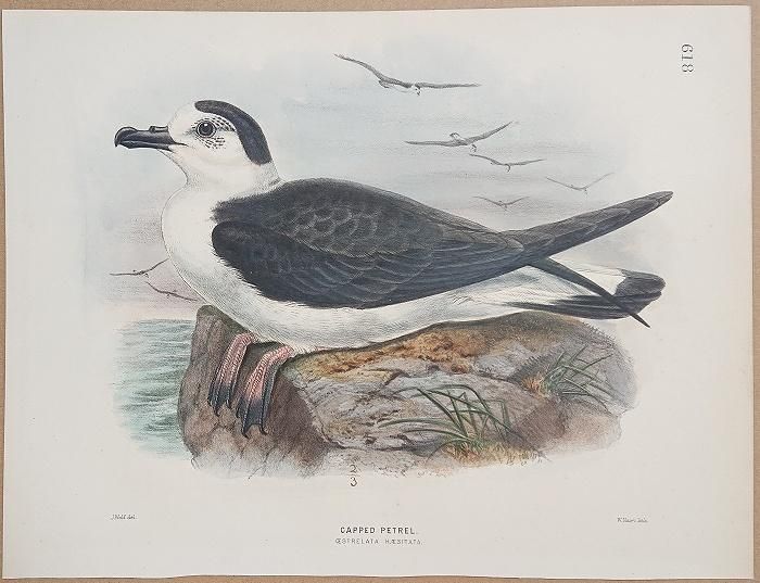定価3.8万◆1871年ロンドン Henry Eeles Dresser「鳥類譜 定価3.8万◇1871年ロンドン Henry Eeles Dresser「鳥類譜