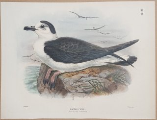 1871ǯ Dresser 衼åĻ Pl.618 ߥʥɥ ϥߥʥɥ° ϥߥʥɥ Capped Petrel