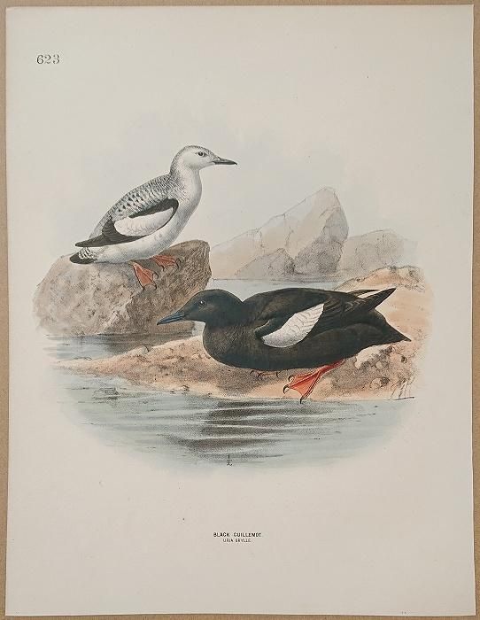 定価3.8万◇1871年ロンドン Henry Eeles Dresser「鳥類譜 定価3.8万◇