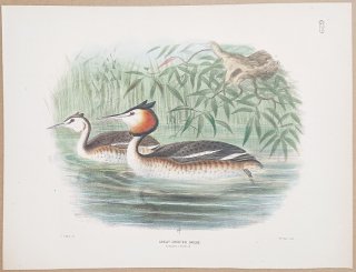 1871ǯ Dresser 衼åĻ Pl.629 ĥ֥ ꥫĥ֥° ꥫĥ֥ Great Crested Grebe