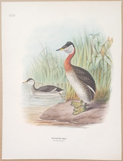 1871ǯ Dresser 衼åĻ Pl.630 ĥ֥ ꥫĥ֥° ꥫĥ֥ Red-Necked Grebe