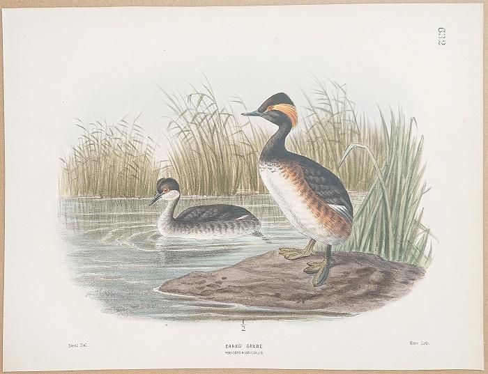 1871年 Dresser ヨーロッパ鳥類史 Pl.632 カイツブリ科 カンムリ