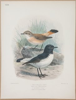 1895ǯ Dresser 衼åĻ Pl.638 ҥ Хҥ° Red-Tailed Chat Хҥ Hume's Chat