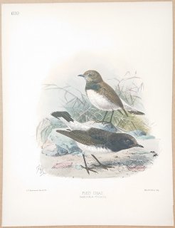 1895ǯ Dresser 衼åĻ Pl.639 ҥ Хҥ° ꥵХҥ Pied Chat