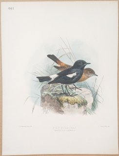 1895ǯ Dresser 衼åĻ Pl.641 ҥ Υӥ° Υӥ Pied Bush-Chat