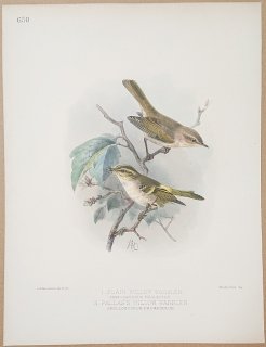 1895ǯ Dresser 衼åĻ Pl.650 ॷ ॷ Plain Willow Warbler եȥॷ Pallas's Willow Warbler