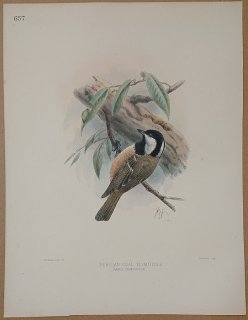 1895年 Dresser ヨーロッパ鳥類史 Pl.657 シジュウカラ科 シジュウカラ属 ヒガラ亜種 Persian Coal Titmouse