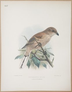 1895年 Dresser ヨーロッパ鳥類史 Pl.667 モズ科 モズ属 オオモズ 亜種 Eversmanns Shrike