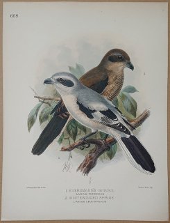 1895年 Dresser ヨーロッパ鳥類史 Pl.668 モズ科 オオモズ亜種 Eversmann's Shrike ヨーロッパオオモズ亜種 Whitewinged Shrike