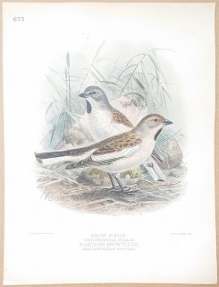 1895年 Dresser ヨーロッパ鳥類史 Pl.673 スズメ科 ユキスズメ Snow Finch ユキスズメ亜種 Eastern Snow Finch