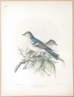 1895年 Dresser ヨーロッパ鳥類史 Pl.674 アトリ科 アトリ属 ズアオアトリ亜種 Palman Chaffinch