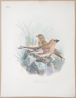 1895年 Dresser ヨーロッパ鳥類史 Pl.675 アトリ科 ロドスピザ属 ハシグロナキマシコ Desert Finch