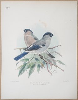 1895年 Dresser ヨーロッパ鳥類史 Pl.677 アトリ科 アトリ属 ベニバラウソ Cassins Bullfinch