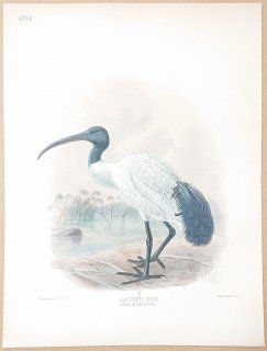 1895ǯ Dresser 衼åĻ Pl.694 ȥ ȥ° եꥫȥ Sacred Ibis