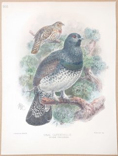 1895年 Dresser ヨーロッパ鳥類史 Pl.705 キジ科 オオライチョウ属 ヨーロッパオオライチョウ亜種 Ural Capercaillie