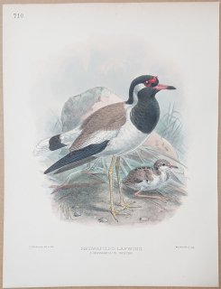 1895年 Dresser ヨーロッパ鳥類史 Pl.710 チドリ科 タゲリ属 インドトサカゲリ Redwattled Lapwing