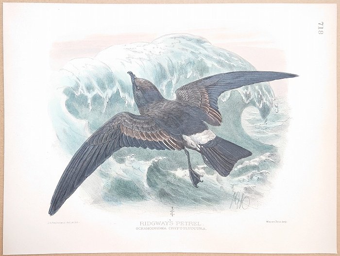 1895年 Dresser ヨーロッパ鳥類史 Pl.718 ウミツバメ科 ウミツバメ属 クロコシジロウミツバメ Ridgway's Petrel -  アンティークプリント 博物画 ボタニカルアートの通販サイト Spirito di Artigiano