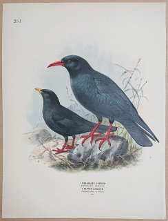1871年 Dresser ヨーロッパ鳥類史 Pl.251 カラス科 ベニハシガラス属 キバシガラス Red-Billed Chough Alpine Chough