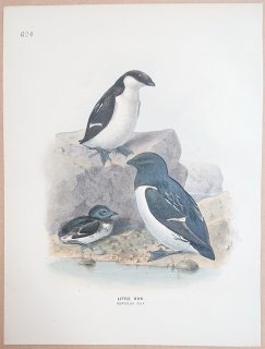 1871年 Dresser ヨーロッパ鳥類史 Pl.624 ウミスズメ科 ヒメウミスズメ属 ヒメウミスズメ Little Auk