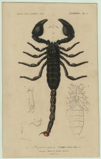 1849年 D'Orbigny 万有博物事典 クモ綱 Pl.3 コガネサソリ科 パンディヌス属 ダイオウサソリ Scorpio afer