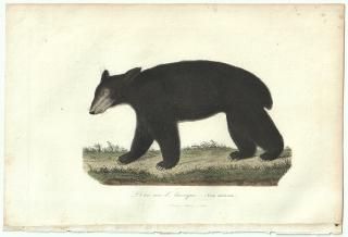 1838ǯ Buffon & Lesson ӥե ޲ ° ꥫ L'Ours noir Amerique