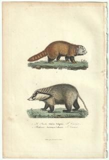 1838ǯ Buffon & Lesson ӥե åѥ åѥ Le Panda  ֥Хʥʥ Balisaur