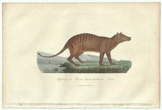 1838ǯ Buffon & Lesson ӥե ե߲ ե° ե Thylacine de Harris ưʪ