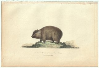 1838ǯ Buffon & Lesson ӥե ХåȲ Хå° Хå Le Wombat