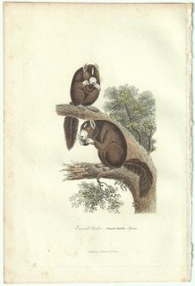 1838年 Buffon & Lesson ビュフォン補遺 リス科 オオリス属 クロオオリス Ecureuil bicolore