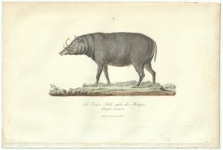1838ǯ Buffon & Lesson ӥե Υ Хӥ륵° Хӥ륵 Le Cochon Babi russa des Moluques