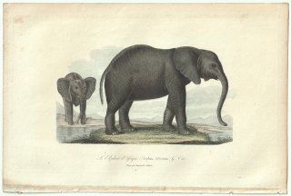 1838ǯ Buffon & Lesson ӥե  եꥫ° եꥫ L'Elephant di Afrique