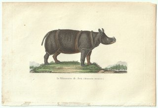 1838ǯ Buffon & Lesson ӥե  ɥ° 掠 Le Rhinoceros de Java