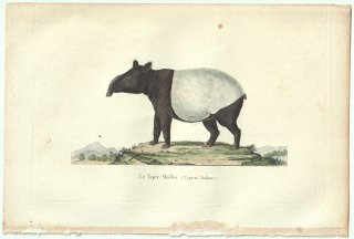 1838ǯ Buffon & Lesson ӥե Х Х° ޥ졼Х Le Tapir Maiba