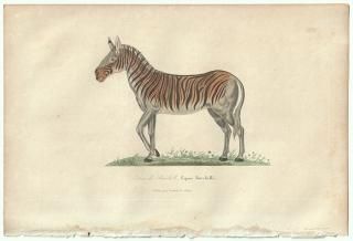 1838ǯ Buffon & Lesson ӥե ޲ ° С륵Хʥޥ Zebre de Burchell