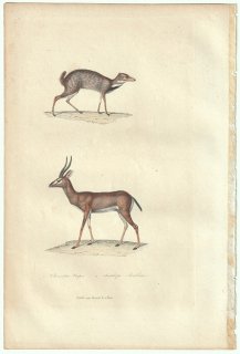 1838ǯ Buffon & Lesson ӥե ޥ᥸ ޥ᥸ Chevrotin Napu  ӥ Antilope arabica