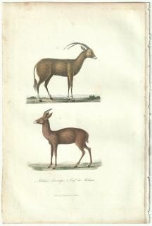 1838ǯ Buffon & Lesson ӥե  ӥå Antilope Leucoryx  륵 Cerf des Moluques