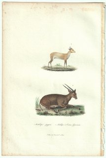 1838ǯ Buffon & Lesson ӥե  ١ĥƥ Antilope pygme Υ Antilope a Cornes deprimees