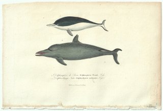1838年 Buffon & Lesson ビュフォン補遺 マイルカ科 シロハラセミイルカ Delphinaptere de Peron マダライルカ Delphinorhynque Malais