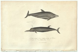 1838ǯ Buffon & Lesson ӥե ޥ륫 ޥ륫° 2 Delphinorhynque couronne Dauphin de Bory